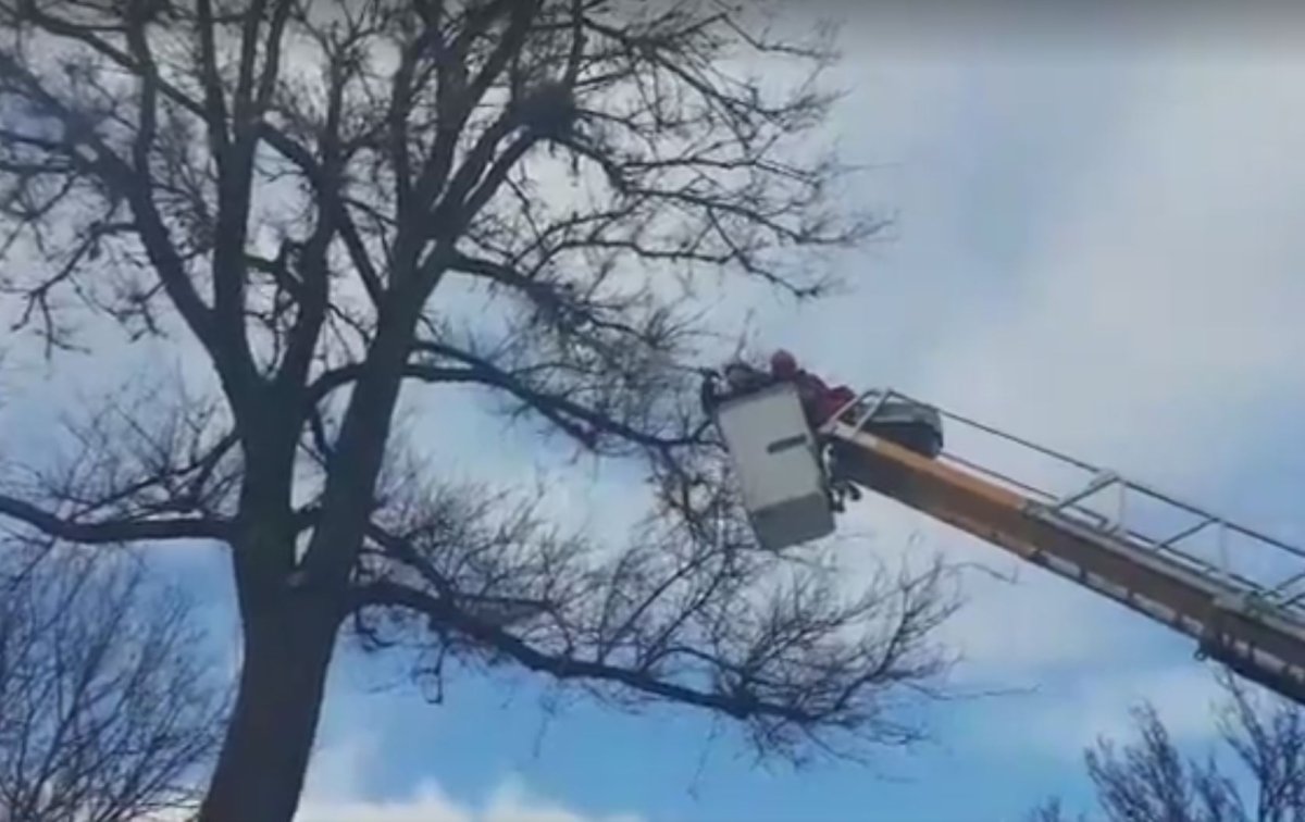 Workers with Urgences-Animales attempt to rescue a cat stuck in a tree since Christmas Day, Wednesday, December 28, 2016.