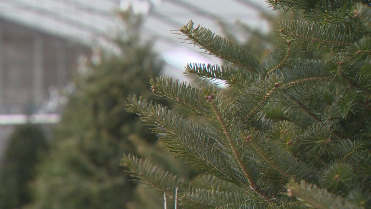 Tree-chipping services are available across B.C.