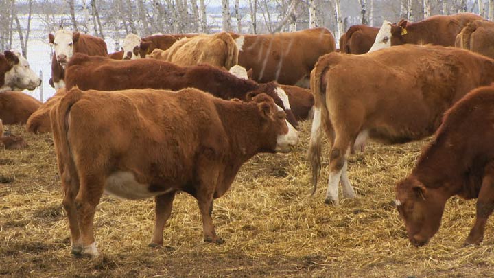 The Canadian Food Inspection Agency's chief veterinary officer sheds some light on the investigation and the threat of bovine tuberculosis.