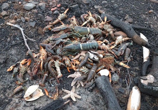 Dead sea creatures are shown washed ashore in Savary Provincial Park near Digby, N.S. on Monday Dec. 26, 2016 in this image provided by Eric Hewey. A retired scientist says photos showing lobsters, starfish and clams washed ashore in western Nova Scotia could be linked to tens of thousands of herring in St. Mary's Bay. THE CANADIAN PRESS/HO-Eric Hewey MANDATORY CREDIT.