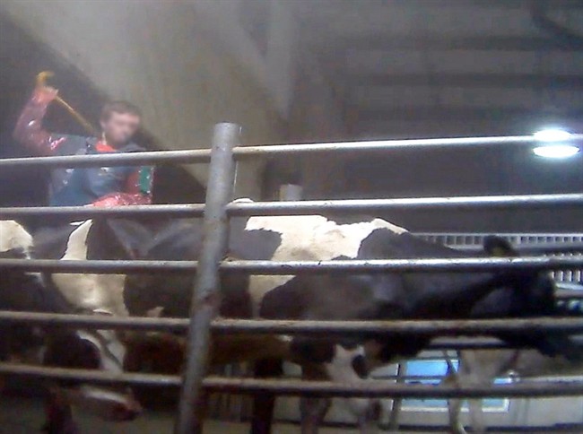 A Chilliwack Cattle Company worker is shown hitting a cow in this undated screenshot handout taken from video. Chilliwack Cattle Sales Ltd. pleaded guilty to three counts of causing an animal to continue to be in distress.