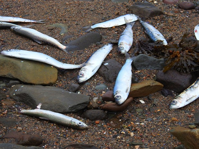 Dead herring are shown on a beach near Brighton, N.S., in this recent handout photo. 
