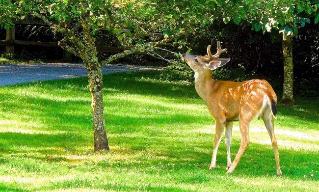 A young Blacktail buck eats leaves from a horse chestnut tree near Langley, Wash., in this July 9, 2013 photo