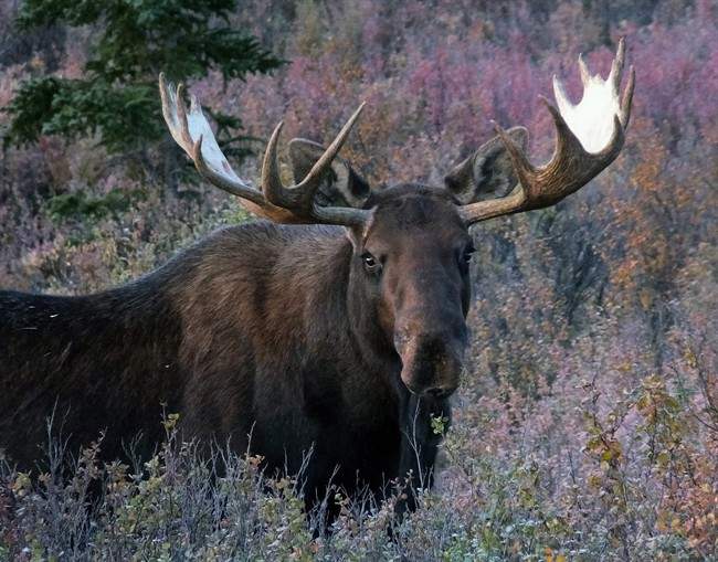 Manitoba NDP wants premier to apologize for hunting comments - image