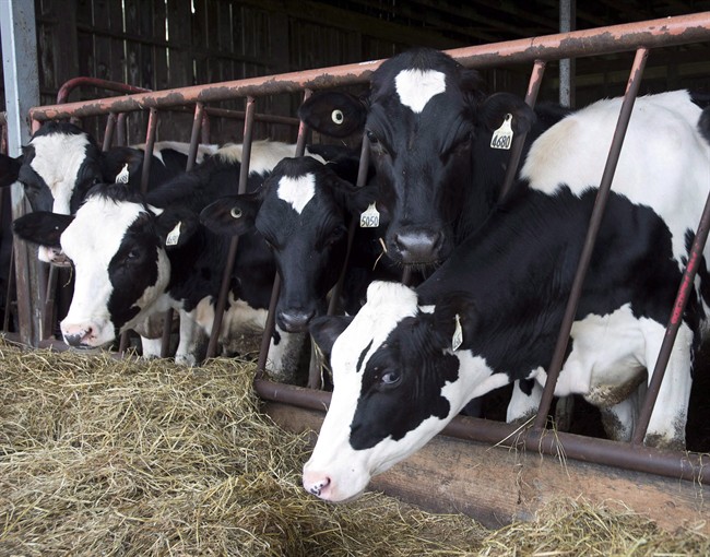 FILE — Cows are seen at a dairy farm on in Danville, Que., on August 11, 2015. 