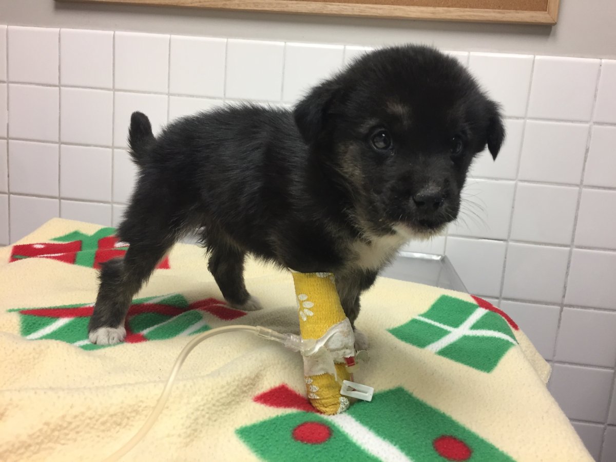 Demi the puppy was found nearly frozen in a northen Manitoba community. She is slowly recovering but is in need of veterinary care.