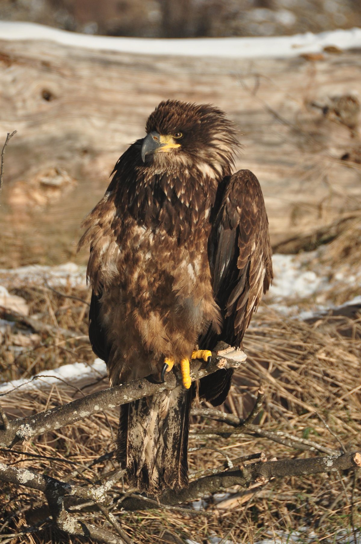 Revelstoke RCMP save eagle - image
