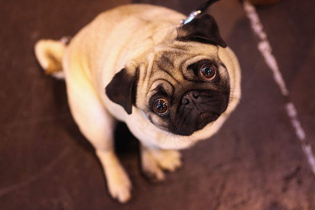 Calgarians who work in The Edison building can bring their pup to the office.