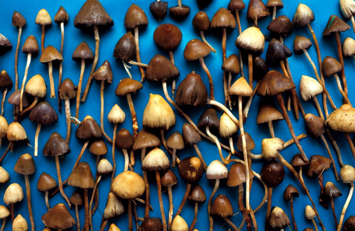 Oregon may vote in 2020 to legalize magic mushrooms for psychedelic therapy - image