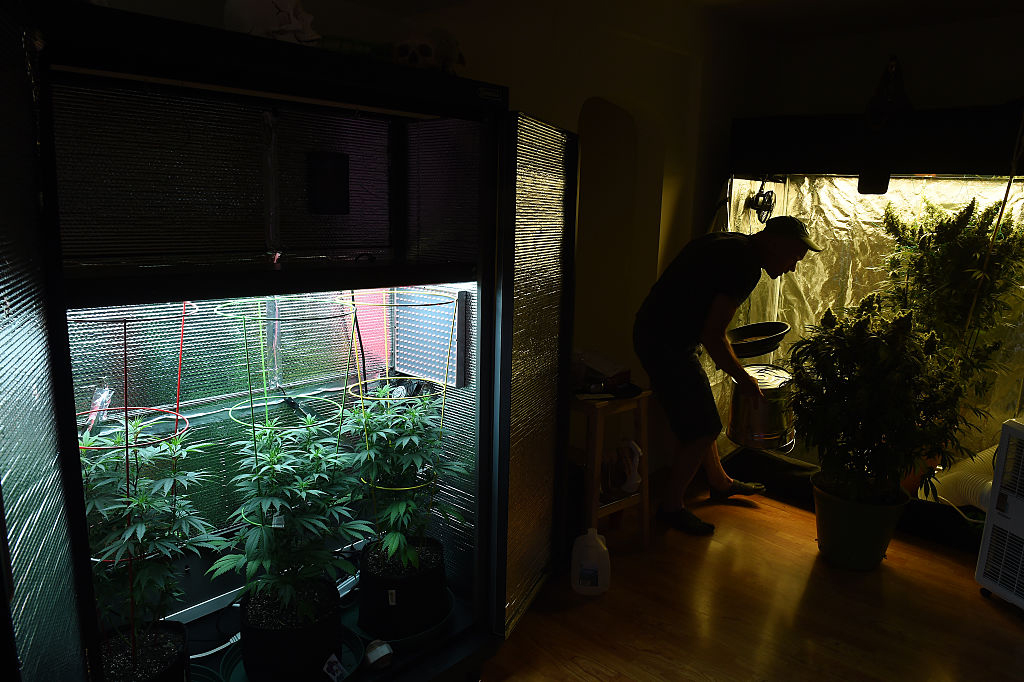 The first crop of home grown pot is coming to harvest inside an apartment in Washington, D.C., August 8, 2015.