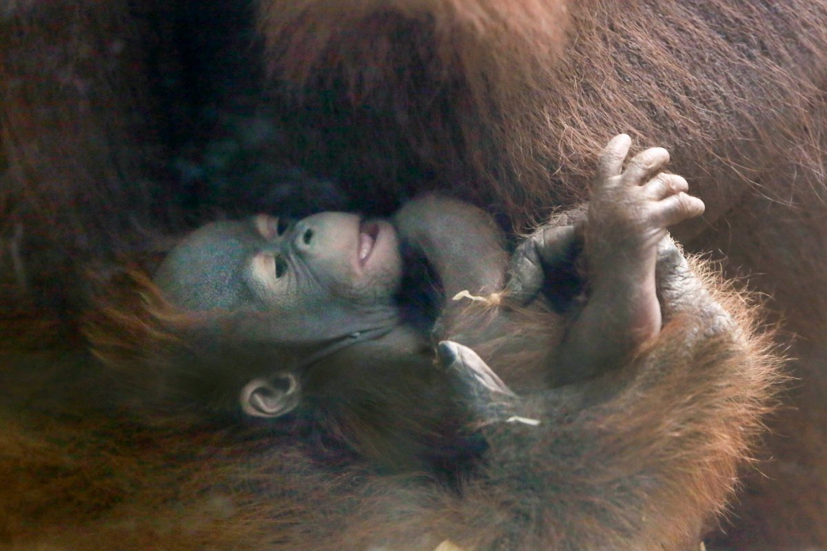Orangutan Fei Fei holds a male cub in her arm at Shanghai Zoo on November 25, 2016 in Shanghai, China. 