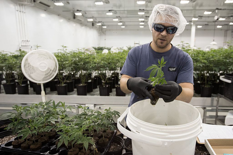 Ian Johnston trims medicinal marijuana plants at Tweed Inc. in Smith Falls, Ontario on December 5, 2016.