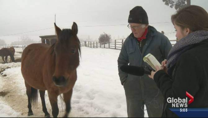 Armstrong senior guilty of animal cruelty - image