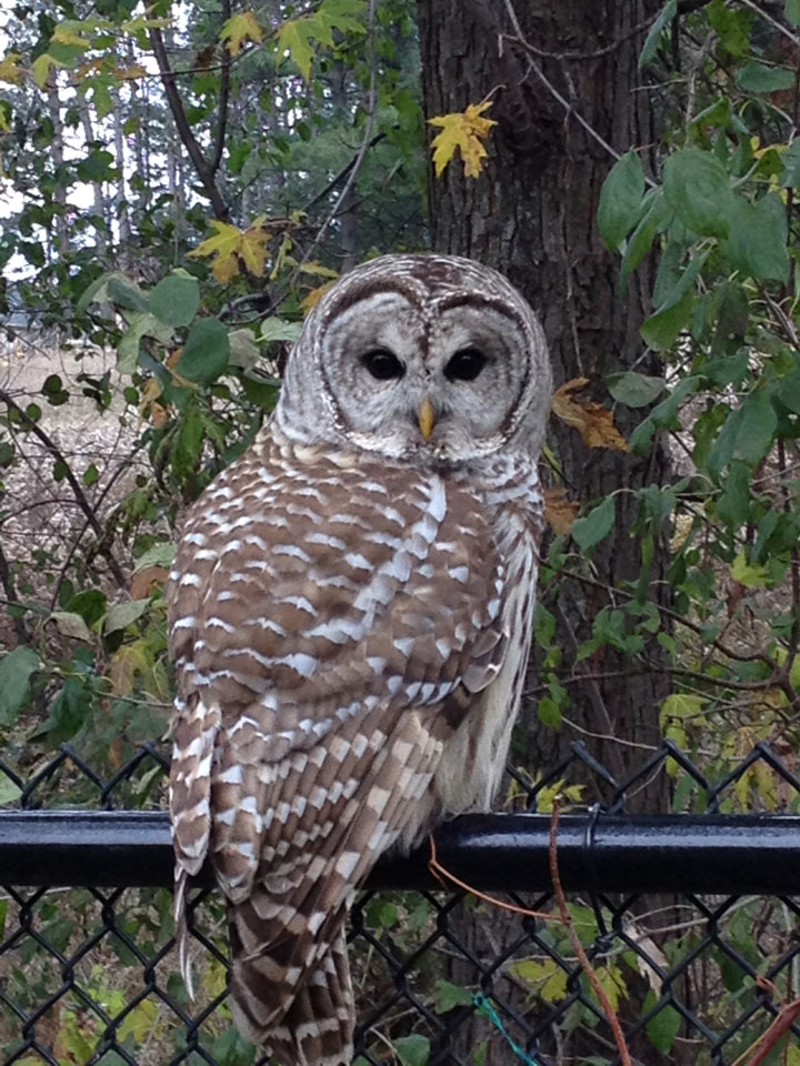 An owl pictured at the 230 Grand Trunk land in Vaughan, Ontario.