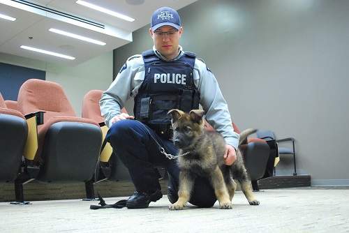 Hamer the RCMP recruit is seen here as a puppy alongside his imprinter, Const. Richard Bushey.
