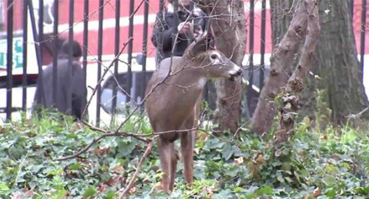 The young deer settled in Jackie Robinson Park after it wandered into the New York City neighbourhood less than two weeks ago, becoming somewhat of a local celebrity.