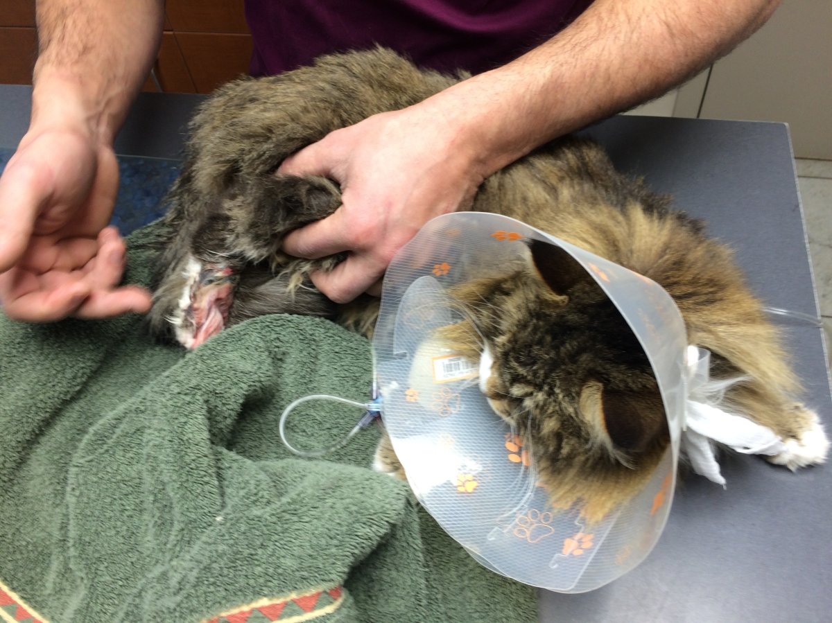 Okanagan cat caught in trap: loses leg - image