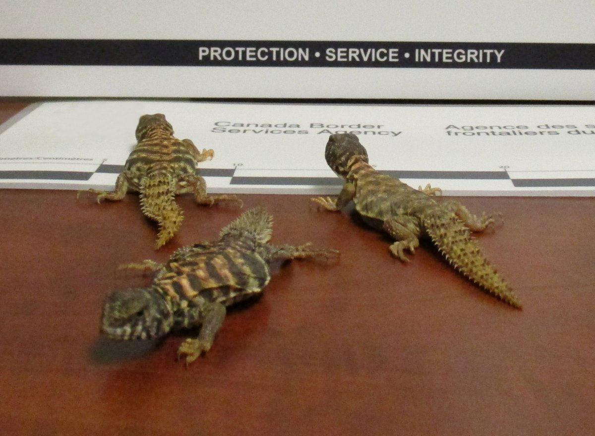 Six infant lizards were seized by Canada Border Services Agency in October.