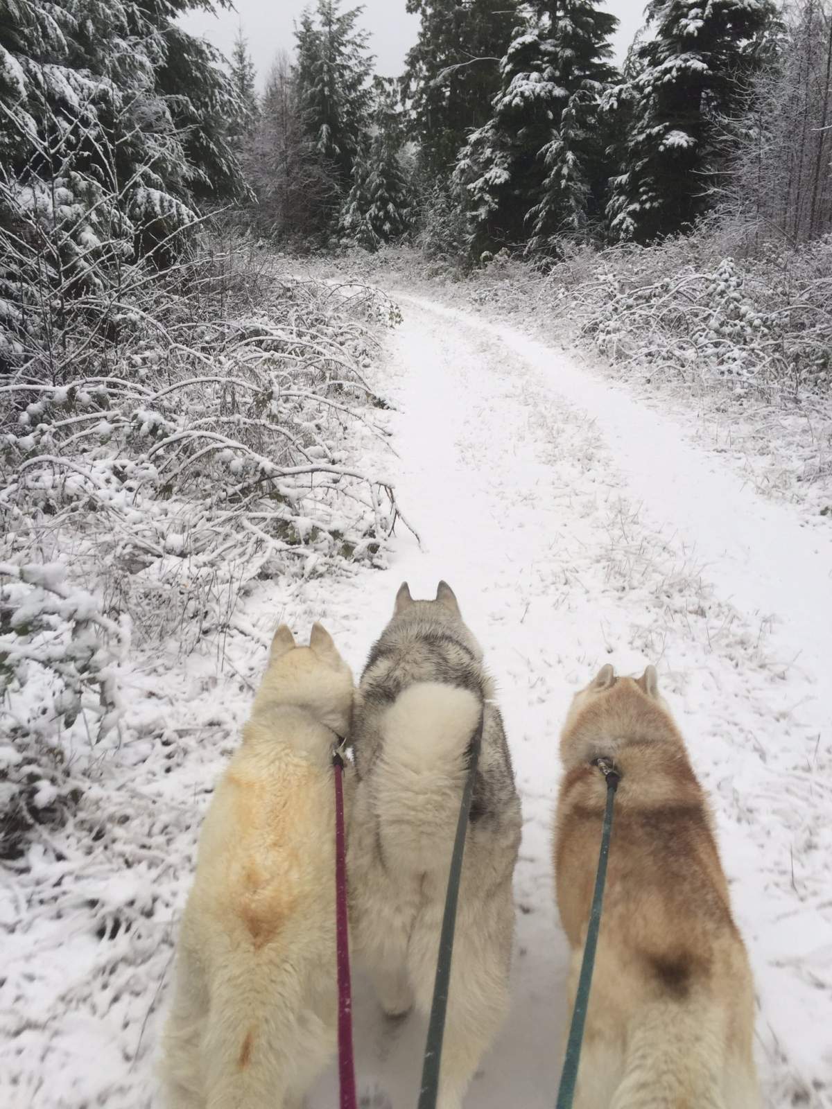 These dogs loved their snowy walk. Photo: Lesley Adam