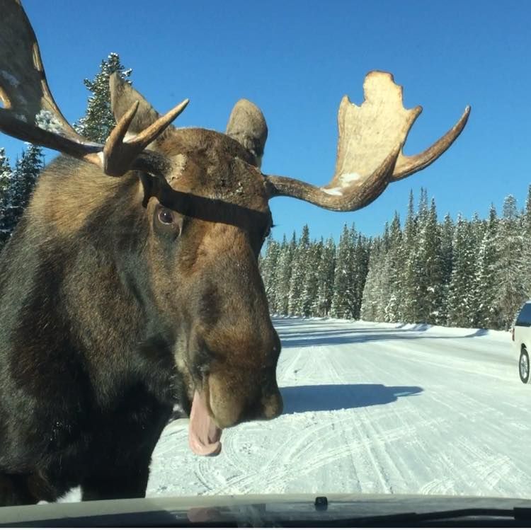 Theresa Malan captured a moose from inside her vehicle in Peter Lougheed park Dec. 15, 2016.