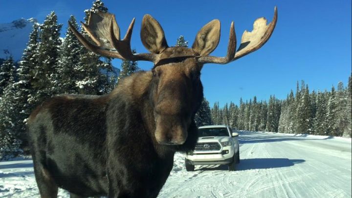 Theresa Malan captured a moose from inside her vehicle in Peter Lougheed park Dec. 15, 2016.