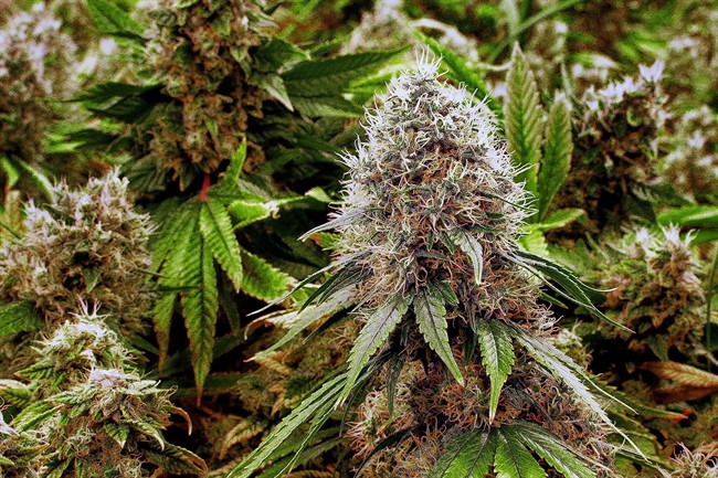 Marijuana bud.