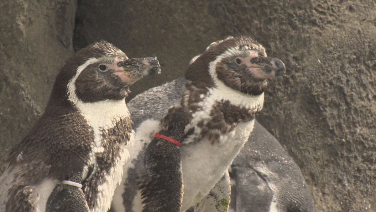 The Calgary Zoo said seven of its 22 Humboldt penguins were found dead on Thursday, Dec. 8, 2016.