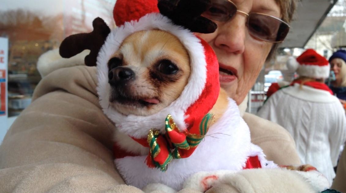 Maggie is one of the dogs who took part in the annual Christmas Pet Parade in Halifax. 