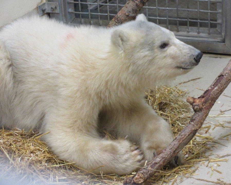 Winnipeg's zoo has taken in another orphaned polar bear cub found alone in Churchill, Man. This male cub weighs around 85 lbs., which is the lightest orphan the zoo has received to date.