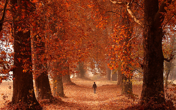 A man walks through a garden on an autumn day in Srinagar, Kashmir on Nov. 15, 2016.
