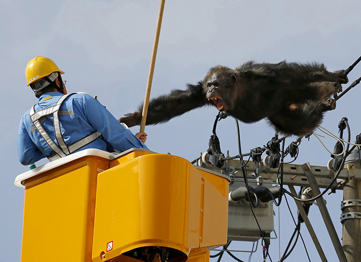 An escaped chimpanzee screams after as a man tries to capture the animal in northern Japan on April 14, 2016.
