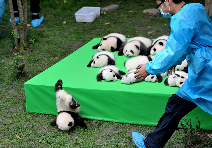 A giant panda cub falls from a stage while 23 giant pandas are seen on a display at the Chengdu Research Base of Giant Panda Breeding in China’s Sichuan province on Sept. 29, 2016.