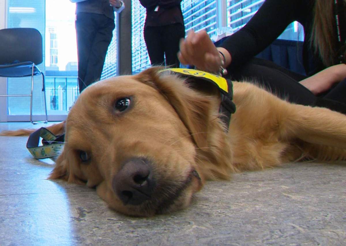 Soon-to-be service dogs visit students at Bow Valley College in Calgary on Dec. 6, 2016.