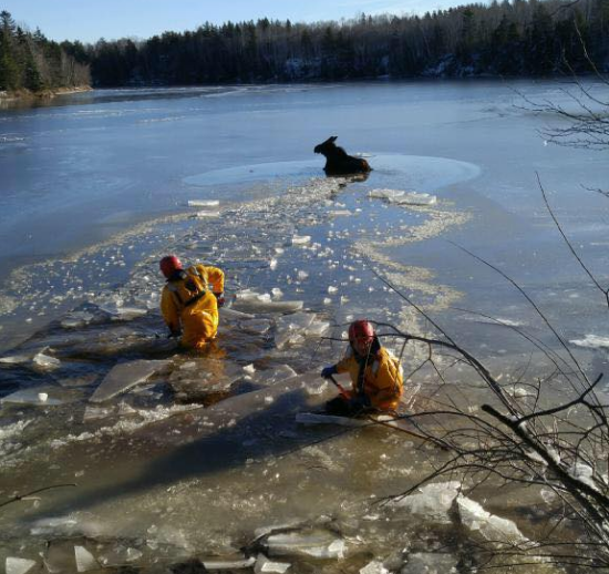 https://globalnews.ca/wp-content/uploads/2016/12/shediac-moose-rescue3.png