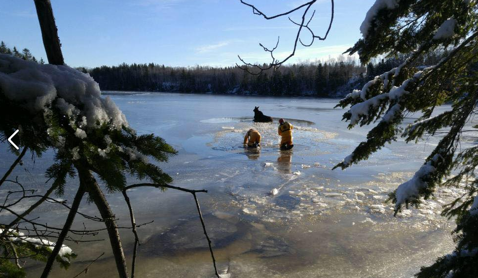 Fire department uses Jaws of Life to rescue moose stuck on fence