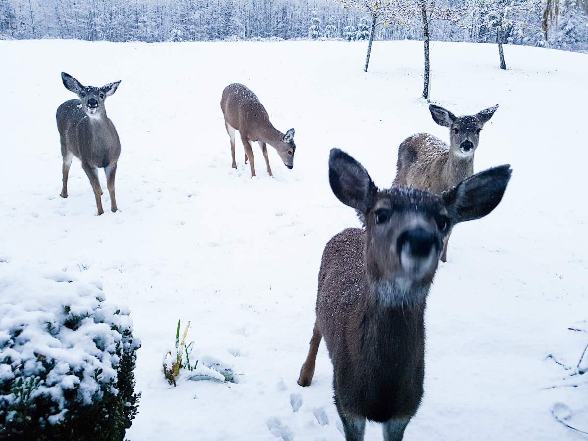These deer want to come inside in Campbell River.
