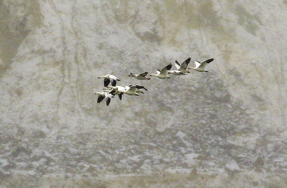 На лов в Квебек е осъден да плати общо 20