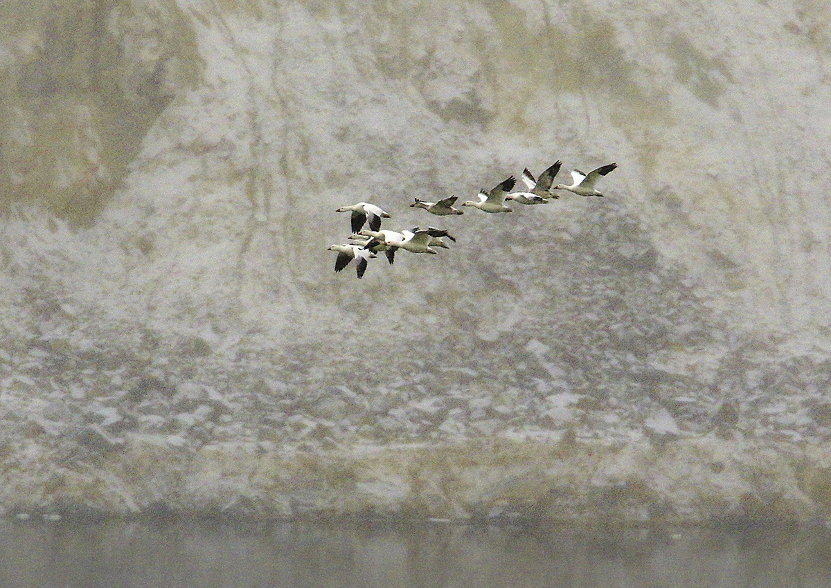 In this Wednesday, Nov. 30, 2016 photo, snow geese fly along the bank of the Berkeley Pit's toxic waters, in Butte, Mont. 
