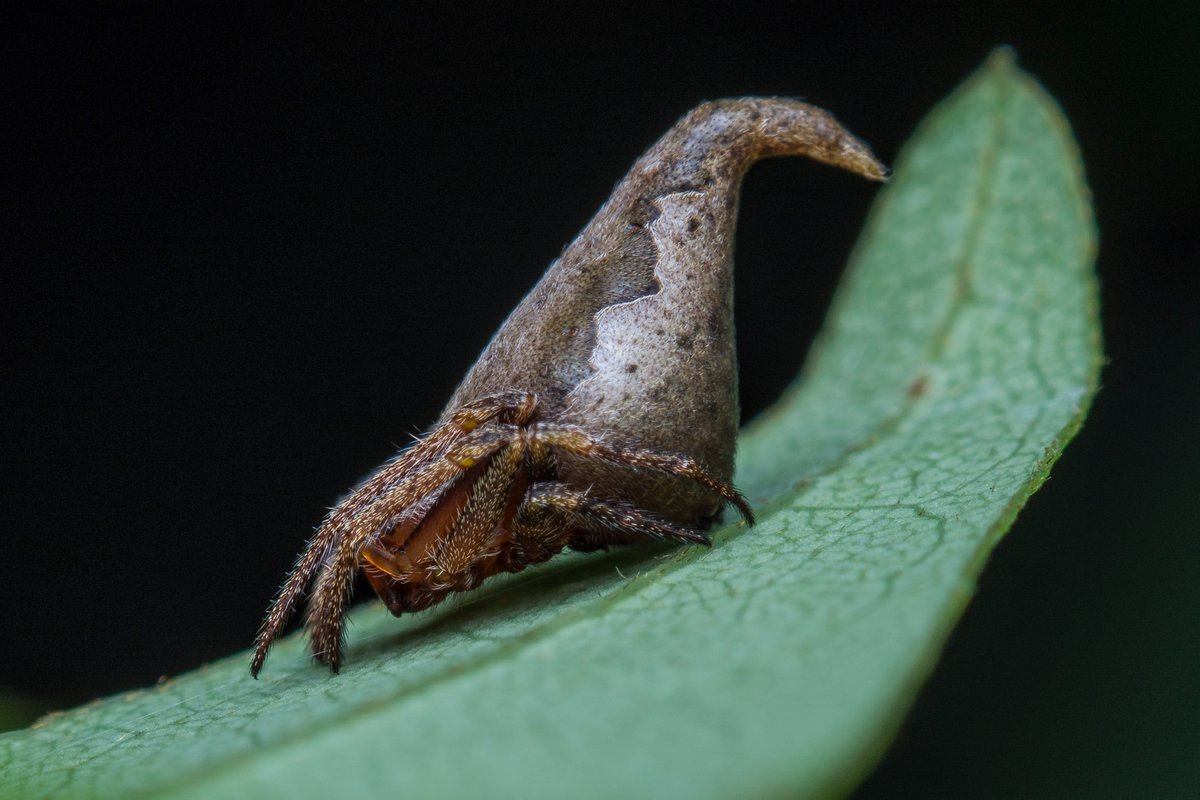The newly discovered Eriovixia gryffindori spider was named after Godric Gryffindor from JK Rowling's Harry Potter series. 