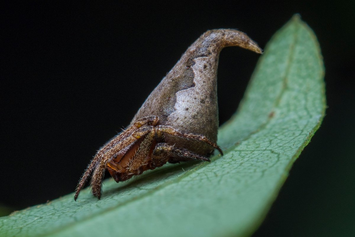 The newly discovered Eriovixia gryffindori spider was named after Godric Gryffindor from JK Rowling's Harry Potter series. 