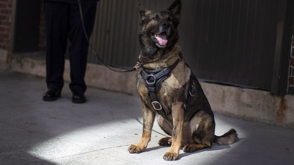 Teak while he was with the VPD.