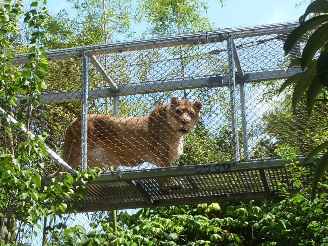 Zenda the African lion is seen in this undated photo provided by the Philadelphia Zoo.
