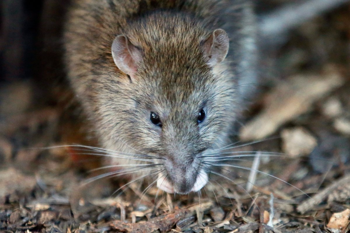 The soaring number of complaints about rats in Hamilton is blamed on several factors.