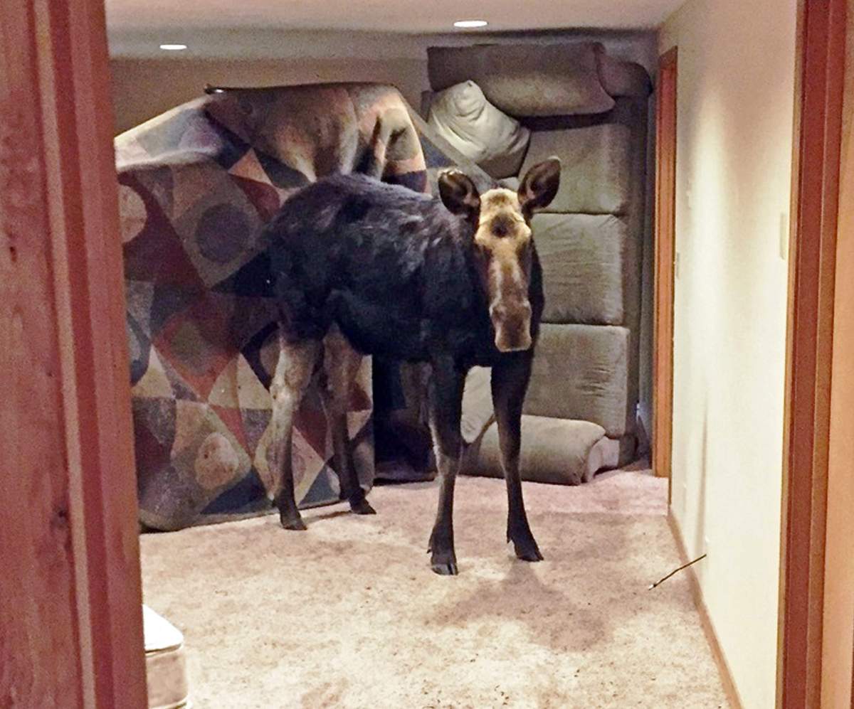 In this Sunday, Jan. 29, 2017 photo, a moose is seen after she fell through an unlatched window into the basement of a home in Hailey, Idaho. Law enforcement and DFG officers first tried to shoo the moose upstairs. The moose was then tranquilized, and eight officers carried the approximately 600-pound animal up the stairs.