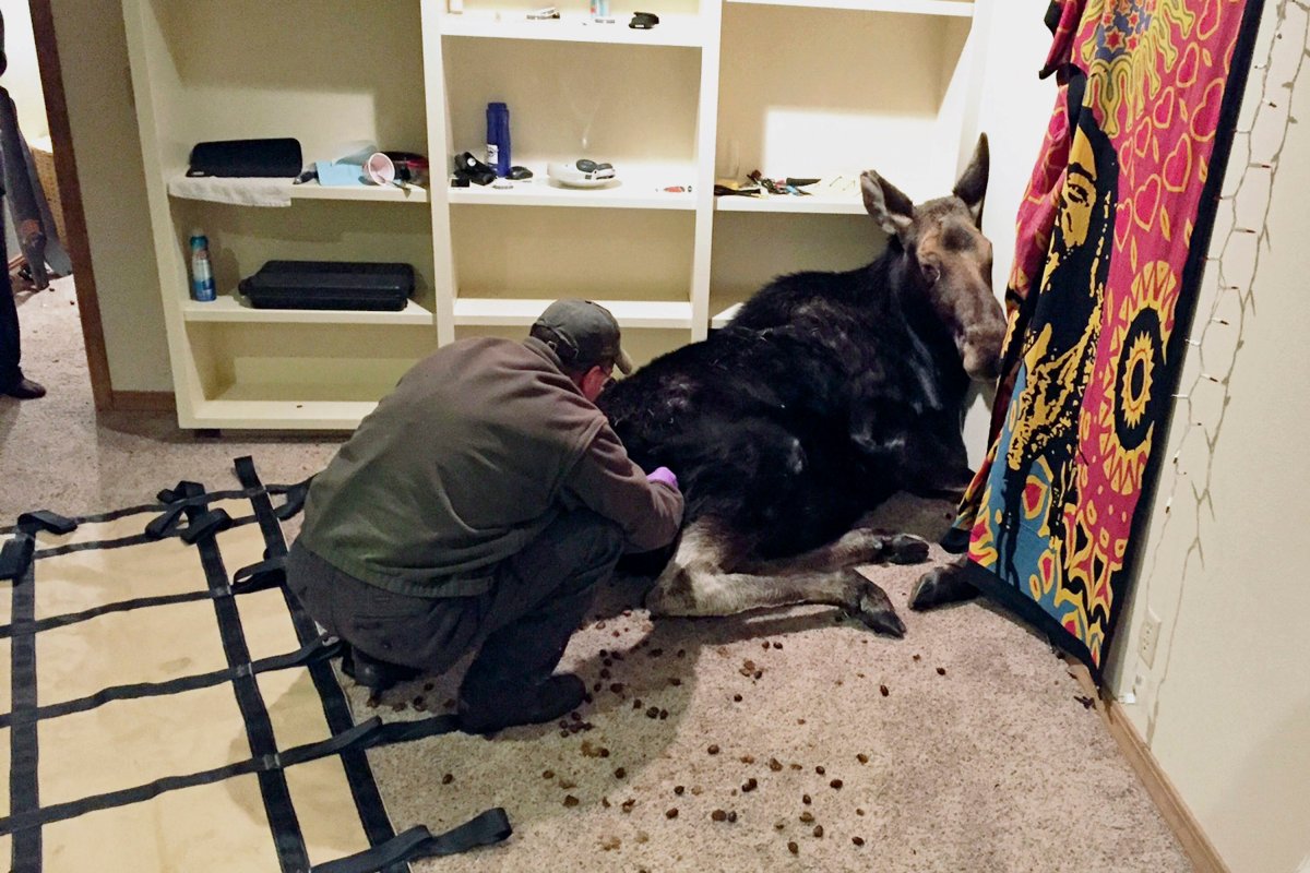 In this Sunday, Jan. 29, 2017 photo, an Idaho Department of Fish and Game officer tends to a moose after she fell through an unlatched window into the basement of a home in Hailey, Idaho. Law enforcement andied to sh DFG officers first troo the moose upstairs. The moose was then tranquilized and then carried up the stairs. (Alex Head/Idaho Department of Fish and Game via AP).