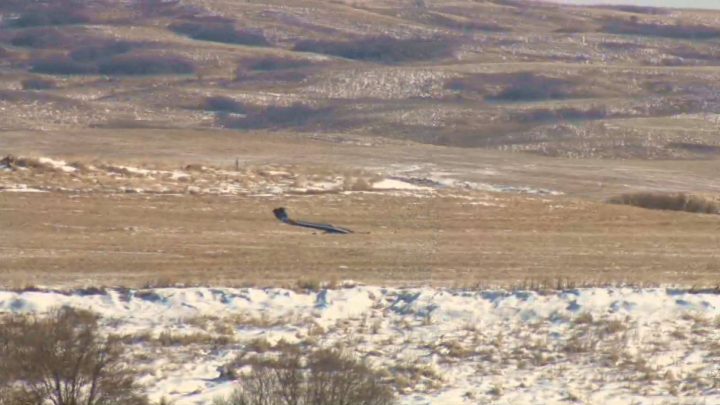 A CT- 156 Harvard II trainer aircraft after it crashed on private property south of Moose Jaw, Sask. on Jan. 27.