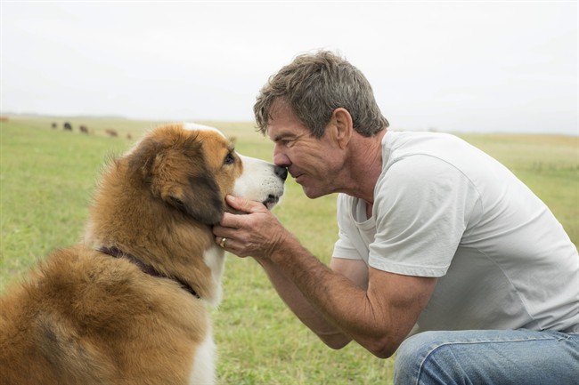 Investigation in to “A Dog’s Purpose” finds no animals harmed in making of film - image