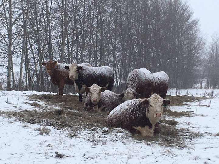 Jan 27: This Your Saskatchewan photo was taken near Kamsack by Kimberly Buchan.