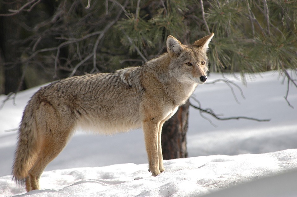 Wine & Wildlife – Coyotes! - image