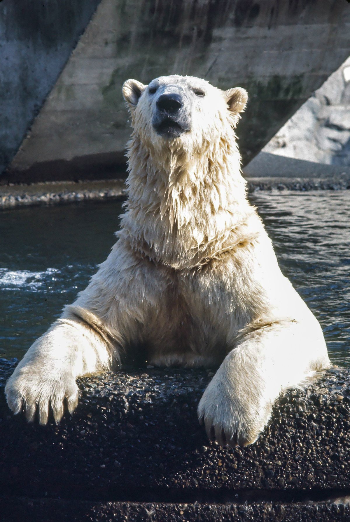 The Stanley Park Zoo Historical Walking Tour - image